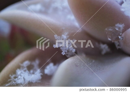 雪花 雪花 86000995