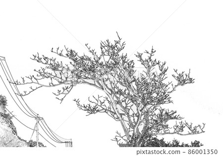 The leafless branches of a tree, pictured against the backdrop of a white sky. 86001350