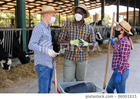 Group of farmers in protective masks in a cowshed 86001815