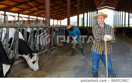 Male farmer posing at cowshed on farm Male farmer posing at cowshed on farm 86001967
