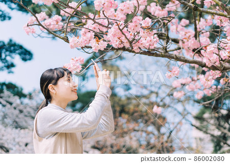 Women taking photos of cherry blossoms 86002080
