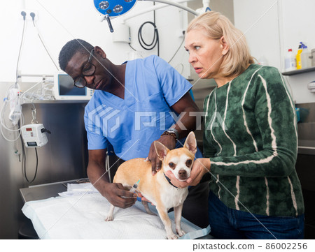 Woman with little dog chihuahua asking for professional advice from veterinarian Woman with little dog chihuahua asking for professional advice from veterinarian 86002256
