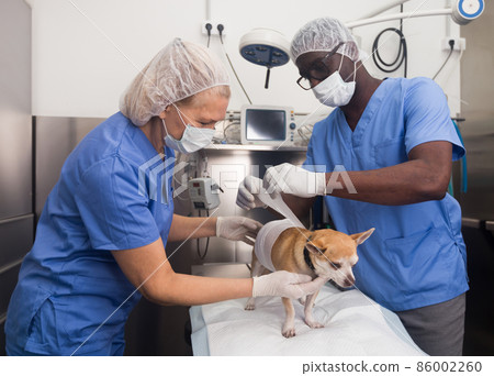 Veterinarians examines a dog in a veterinary clinic 86002260