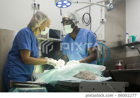 Proffesional veterinarians in uniform doing operation Proffesional veterinarians in uniform doing operation 86002277