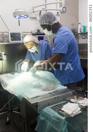 Veterinarians doing operation for dog in a veterinary clinic 86002351