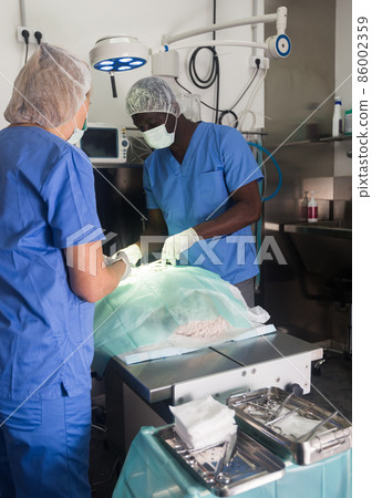 Veterinarians doing operation for dog in a veterinary clinic 86002359