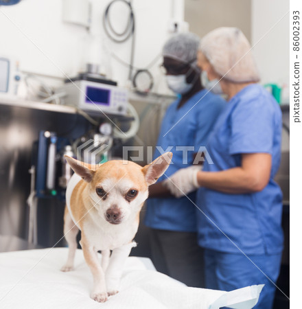 Dog on the operating table and doctor in a veterinary clinic 86002393