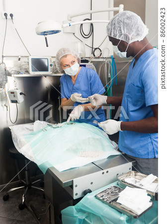 Veterinarian and assistant doing operation for dog 86002423