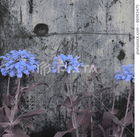 Blue grey Zinnia flowers against rusty scratched vintage black and white old grunge wall background. 86003475