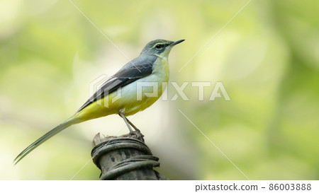 Grey Wagtail perching on a perch 86003888