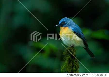 Indochinese Blue Flycatcher perching on top of the perch Indochinese Blue Flycatcher perching on top of the perch 86003891
