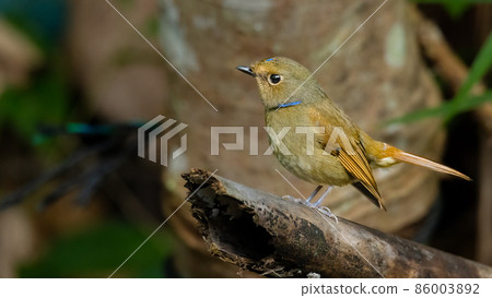 Female Rufous-bellied Niltava perching on a perch Female Rufous-bellied Niltava perching on a perch 86003892
