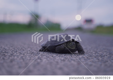 一隻烏龜在路中間慢慢走 一隻烏龜在路中間慢慢走 86003919