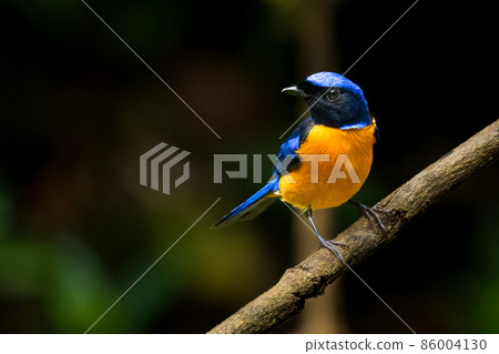 Colorful Rufous-bellied Niltava perching on tree branch 86004130
