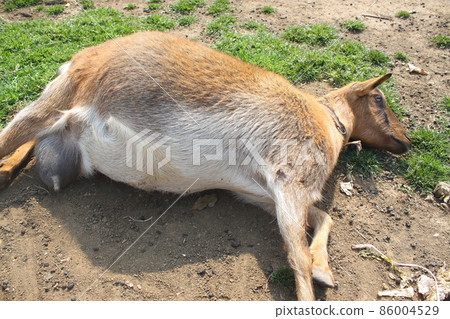 Pregnant goat 86004529