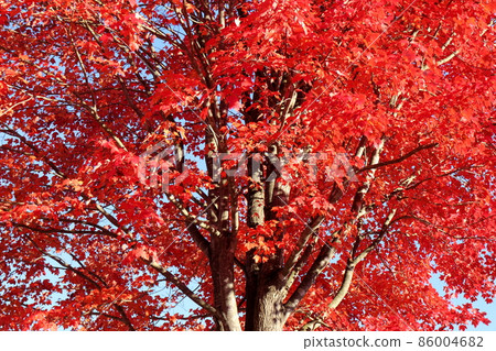 Scandinavian park in autumn 86004682