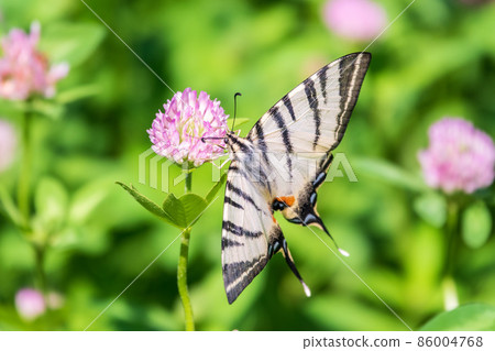 Beautiful Butterfly Scarce Swallowtail, Sail Swallowtail, Pear-tree Swallowtail, Podalirius. Latin name Iphiclides podaliriu. Butterfly collects nectar on flower. 86004768