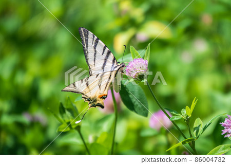 Beautiful Butterfly Scarce Swallowtail, Sail Swallowtail, Pear-tree Swallowtail, Podalirius. Latin name Iphiclides podaliriu. Butterfly collects nectar on flower. 86004782