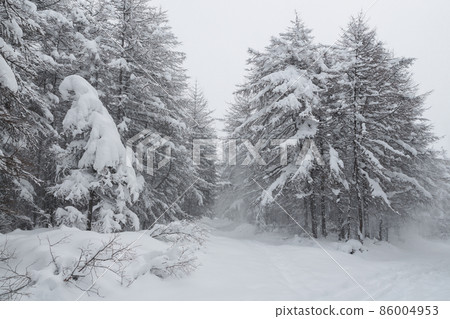 Snow-covered trees in the winter forest. Cold snowy weather. Snow-covered trees in the winter forest. Cold snowy weather. 86004953