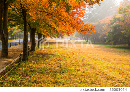 The road to Naejangsa Temple with beautiful autumn leaves 86005054