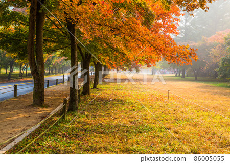 The road to Naejangsa Temple with beautiful autumn leaves 86005055