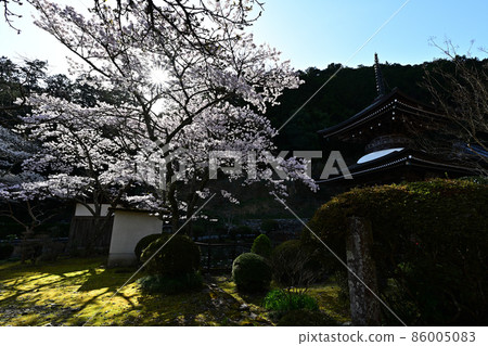 Sakura at Udokannon Guzeji Temple Sakura at Udokannon Guzeji Temple 86005083