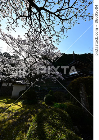 Sakura at Udokannon Guzeji Temple Sakura at Udokannon Guzeji Temple 86005084