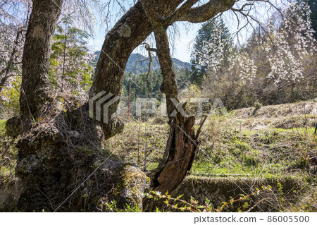Sakura of Koyasujizo, the child of Ichiishi 86005500