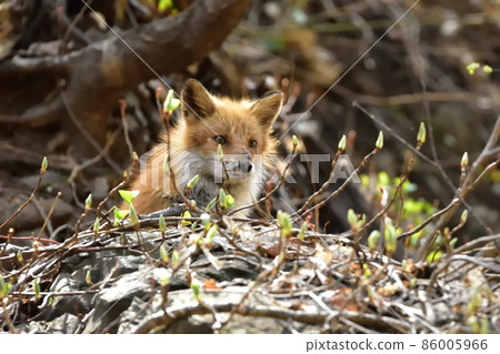 Look at the prey Look at the prey 86005966