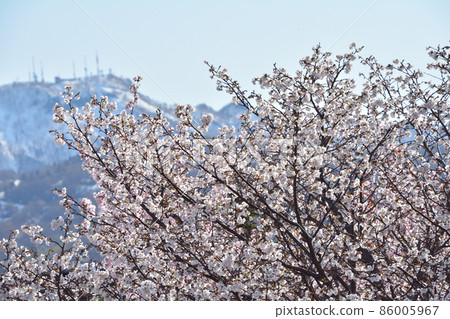 Teine mountain peak and cherry blossoms Teine mountain peak and cherry blossoms 86005967