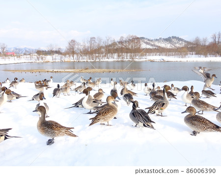 冬鳥候鳥鴨 86006390