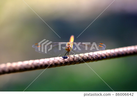 Dragonfly Dragonfly 86006642