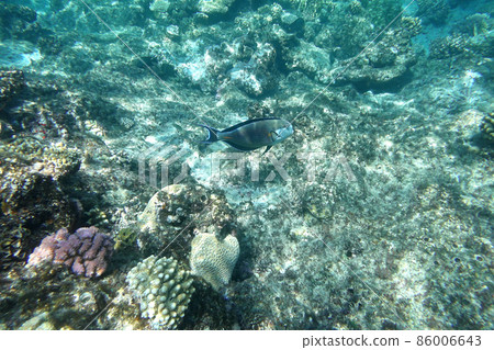 Underwater reef 86006643