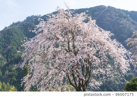 死棕色櫻桃樹 86007175