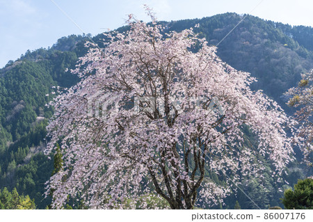 死棕色櫻桃樹 86007176