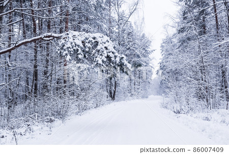 Snowy winter forest. Snow-white road with a ski track. Snow covered trees and bushes 86007409