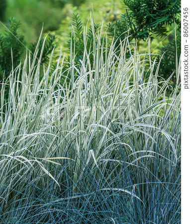 Decorative blue grass and white green striped. Blue Fescue and Arrhenatherum elatius bulbosum variegatum. Natural background Decorative blue grass and white green striped. Blue Fescue and Arrhenatherum elatius bulbosum variegatum. Natural background 86007456