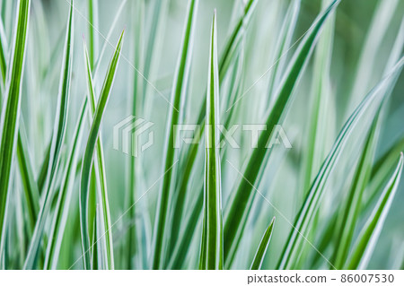 Decorative green and white striped grass. Arrhenatherum elatius bulbosum variegatum. Soft focus. Natural background. Decorative green and white striped grass. Arrhenatherum elatius bulbosum variegatum. Soft focus. Natural background. 86007530