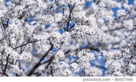 Cherry blossoms in spring. Beautiful white flowers against blue sky 86007566