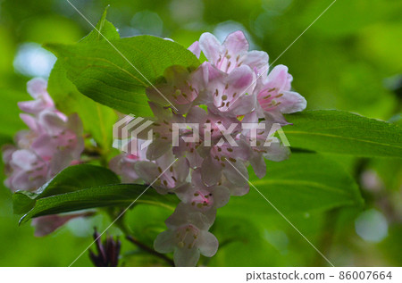 Weigela Weigela 86007664