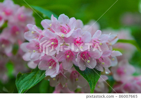 Weigela Weigela 86007665