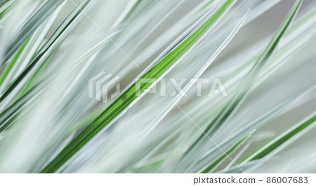 Decorative green and white striped grass. Arrhenatherum elatius bulbosum variegatum. Soft focus. Natural background. Decorative green and white striped grass. Arrhenatherum elatius bulbosum variegatum. Soft focus. Natural background. 86007683