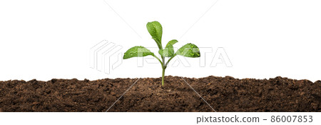 Sprout 86007853