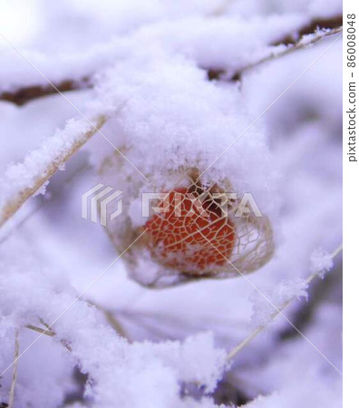 白雪覆蓋的酸漿*垂直矩形組成 86008048