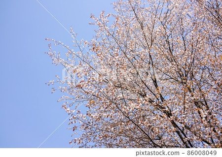 野生烏鴉 86008049