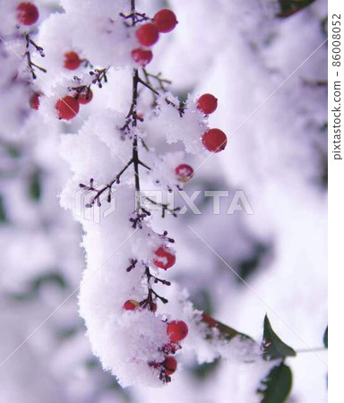 Sarcandra glabra with white snow makeup * Vertical rectangular composition Sarcandra glabra with white snow makeup * Vertical rectangular composition 86008052