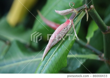 Tripleys Cumin Giana 86008433