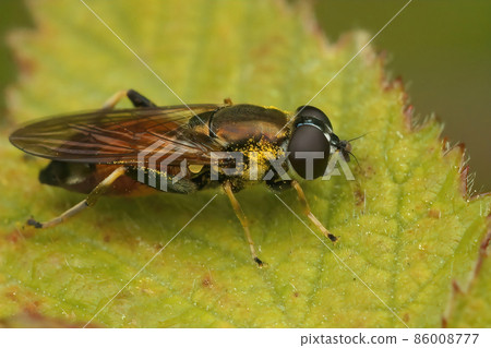 Closeup on a a brown-toed forest fly, Xylota segnis, sitting on a green leaf in the field 86008777