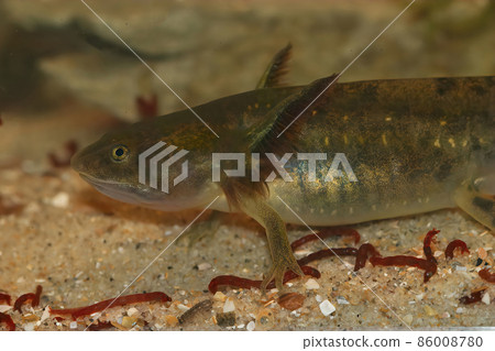 Closeup on a large aquatic large larvae of the Barred tiger salamander , Ambystoma mavortium feeding on bloodworms 86008780