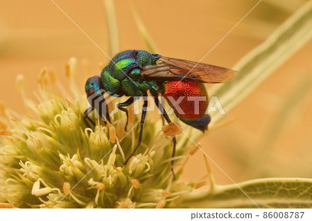 Closeup on a brilliant metallic colored Emerald Cuckoo Wasp, Stilbum cyanurum, sipping nectar from a green Eryngo flower in Southern France 86008787